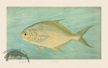 Pompano